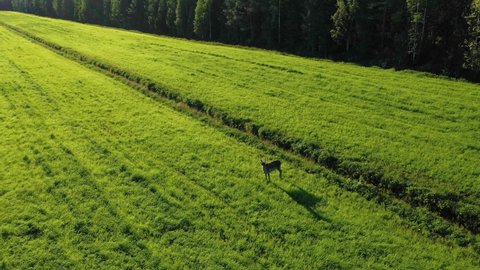 Drone shot around a male Caribou, a Reindeer standing on a green grass field, sunny, summer evening, in arctic Scandinavia - Orbit, aerial view - Rangifer tarandus