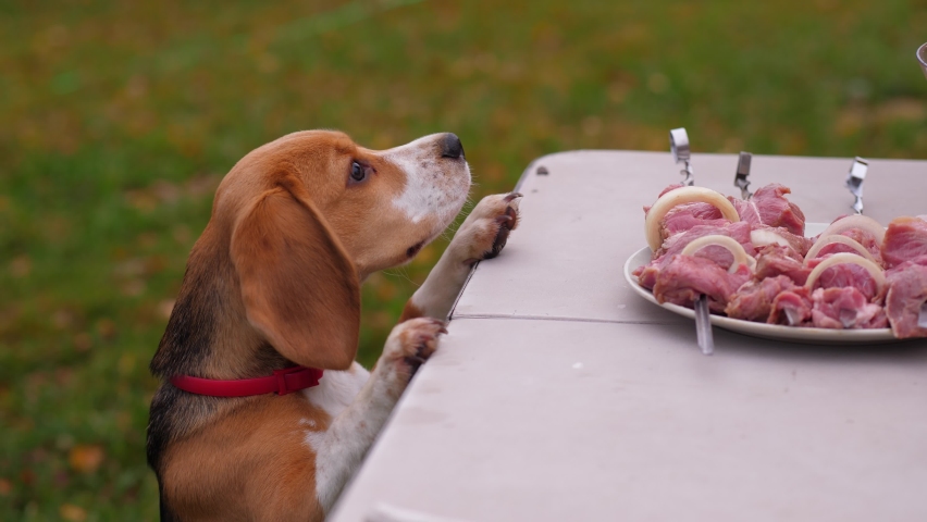 Puppy stretch head to raw meat on the table, lick and then stand away, look to owner and bark. Young dog feel smell of red meat for barbecue, try to reach it but owner catch it Royalty-Free Stock Footage #1060986154
