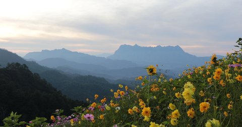 Cosmos flowers in blooming with sunrise and mountain landscape background.