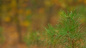 Beautiful abstract natural 4k video background of blurry sunny vivid forest plants, green needles of young fresh pine tree with cute spider wab hanging on needles. Warm Indian summer weather concept.