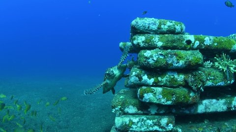 Hawksbill sea turtle is swimming beside artificial reefs among a school of fish and feeding on corals. Underwater world of Tulamben, Bali, Indonesia.