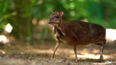 Kanchil is an amazing cute baby deer from the tropics. The mouse deer is one of the most unusual animals. Cloven-hoofed mouse.
