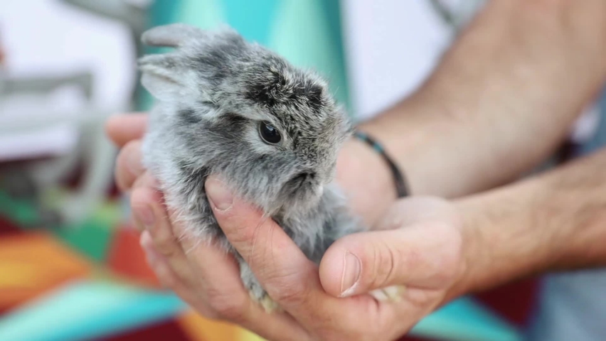 A small grey rabbit sits in the hands of a man