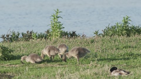 Barnacle goose juveniles (Branta leucopsis) grazing next to the Reevediep lake near Kampen in Overijssel, Netherlands.