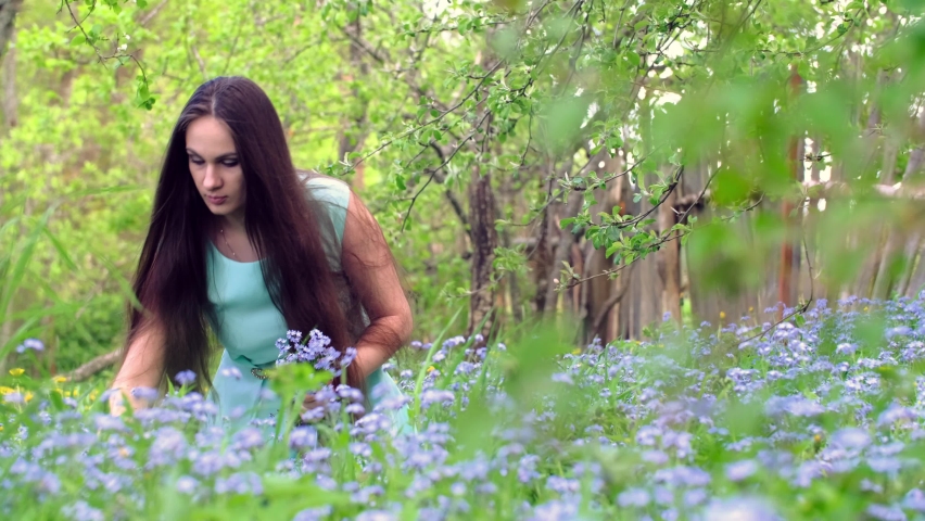 young girl with long hair, in a blue dress, collects blue flowers, forget-me-nots. the wind blows on the hair. summer. age 20-25 years