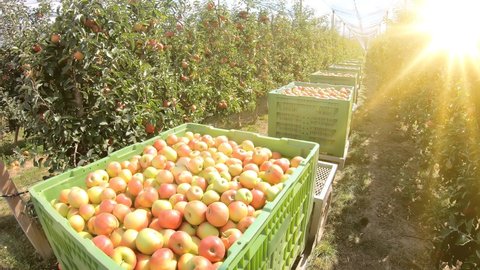 Apples in boxes after harvest transport between rows of orchards to the cold storage with the sun's rays. Farmers pick ripe apples in an orchard that has anti-hail nets.