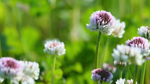 White clover flowers blown by the wind