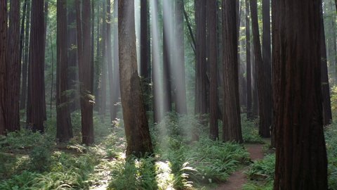 Sunlight pierces a beautiful old-growth Redwood forest in Humboldt, California. Redwood trees, Sequoia sempervirens, are among the tallest and most massive tree species on the planet.