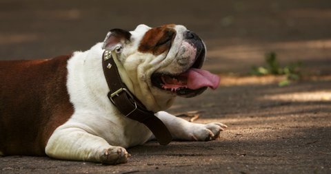 Young female English bulldog lying outdoors on the ground in spring and breathing hard. Funny fat dog resting in the park. Non-urban scene. Pet, domestic animal, canine, doggy concept.