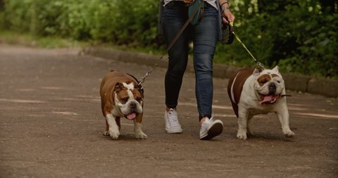A young female dog owner walks in the park with her two attractive english bulldog on a leash. Pretty woman and her happy doggies together. Pet, domestic animal, canine, doggy concept.