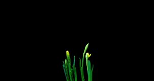 time lapse shooting of the growth and flowering of a bouquet of blue and yellow daffodils on a black background, 4k video. Beautiful unusual flowers.