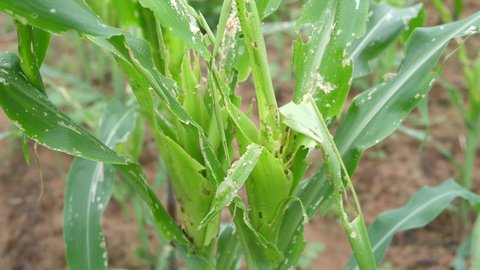 Small corn that has been destroyed or eaten by worms, Corn leaf damage by insect , Organic vegetables.