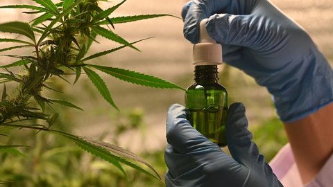 marijuana plant. Legalization growing cannabis. Hemp or CBD Oil for fiber production and medicinal oils biological and ecological hemp plant herbal pharmaceutical