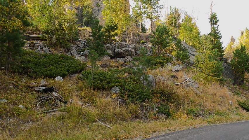 Drive POV Needles Scenic Byway Custer State Park 4K. Black Hills of South Dakota. Mountain, valley, landscape scenic discovery. State Park with wildlife, lakes, campgrounds and picnic areas.