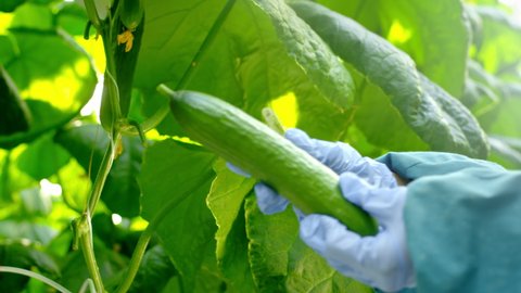 An agro greenhouse worker collects a ripe cucumber. Growing organic food and vegetables. Healthy eating. Hydroponics in agribusiness. A farmer's hand cuts off a cucumber with a knife.