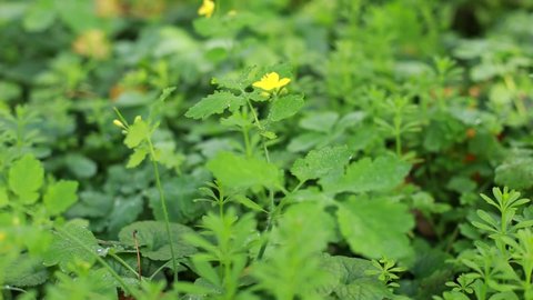 Celandine yellow flowers and green leaves in forest. Chelidonium majus or greater celandine or tetterwort or swallowwort or nipplewort yellow wild bloom, banner, celandine on the natural background