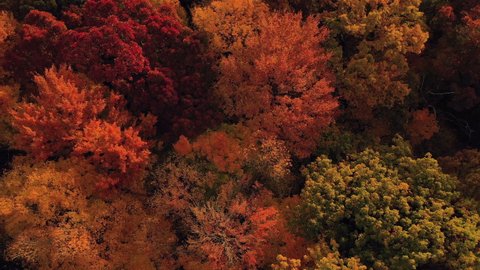 Aerial shot of forest in fall season. The autumn colors. The camera (drone) moves down, close in