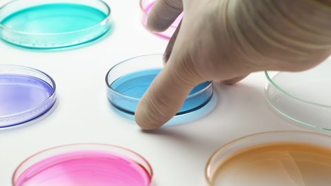 Chemist in rubber gloves takes blue samples in Petri dish with colorful media.