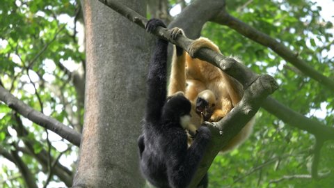 A black crested gibbon and yellow cheeked gibbon playing with their baby in the trees