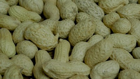 Peanuts in shells close-up. Bean nuts.