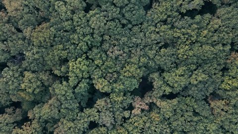 Aerial top down view of forest in the late summer. Drone shot flying over tree tops.