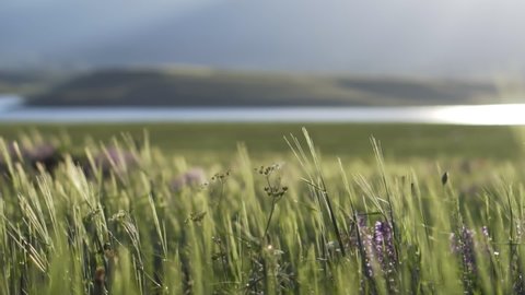 Beautiful Breathtaking landscape with green grass, violet flowers, Mountains and a lake in horizon. Wind blows to wheat and barley earns moving the grass