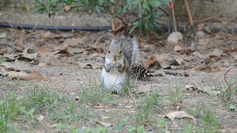 Gray squirrel standing erect in the grass, looking in the camera eating a walnut.