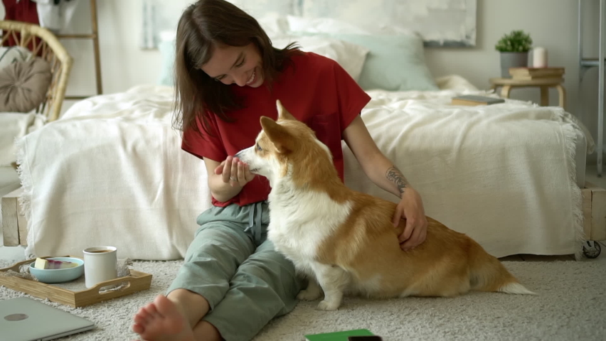Young woman petting lovable corgi dog sitting on bed in bedroom with modern interior.  young woman feed puppy with treat, hug and kiss. People and animals friendship concept. | Shutterstock HD Video #1061020957