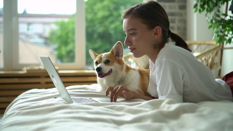 young teen young woman browsing internet, shopping online lying on cozy bed with corgi dog.. checking social media, surfing network on computer with cute adorable pet. comfortable bedroom