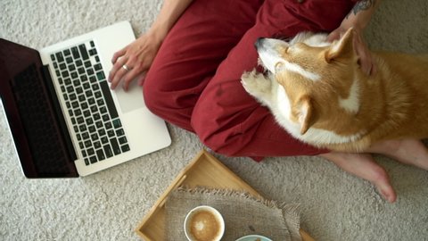 Young woman working with laptop and touching dog on floor at home room avki. Top view of one american female is typing on keyboard of device and stroking cute pet while sitting in interior. Modern