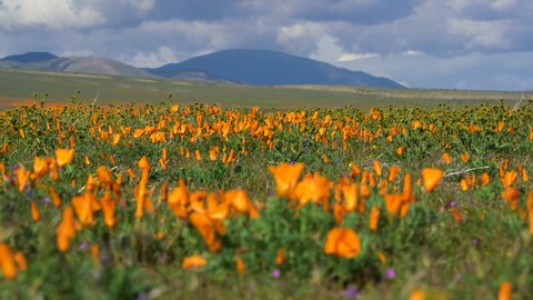 Cinematic tracking motion of super bloom at California Poppy Reserve in Lancaster in Southern California