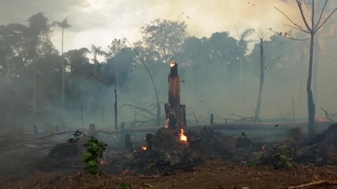 Trees on fire with smoke in illegal deforestation in the Amazon Rainforest to open area for agriculture and cattle. Concept of co2, environment, ecology, climate change and global warming. Brazil.