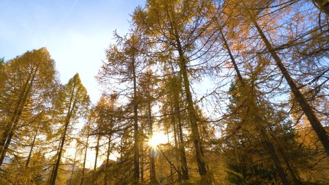 SLOW MOTION, LENS FLARE, CLOSE UP Golden autumn sunbeams shine through the larch tree canopies in the picturesque Italian mountains. Scenic view of a fall colored forest illuminated by golden sunbeams