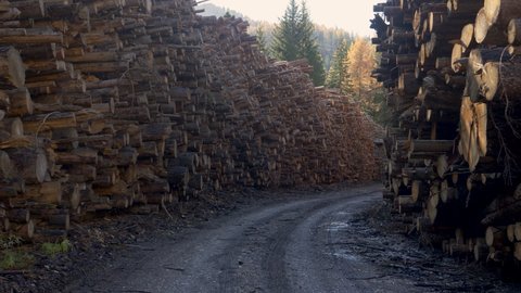 CLOSE UP: Empty dirt road leads through a logging facility full of chopped down trees. Neatly stacked tree trunks are illuminated by the golden autumn sunshine. Trail runs through a lumber yard.