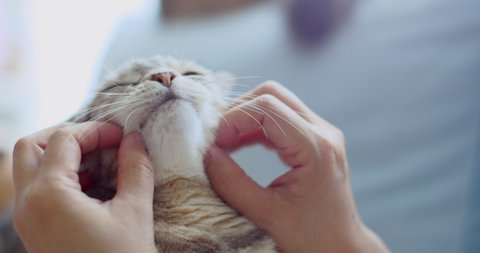 cat sleeping and geting massage on face by her owner