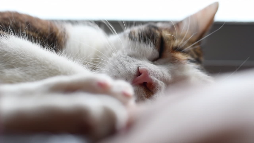 Chat Regardant Un Miroir Et Se Photo De Stock Modifiable