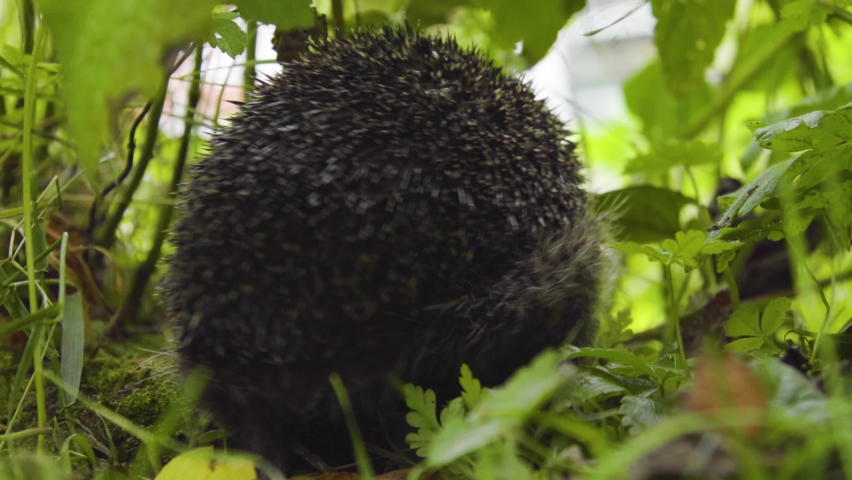 Hedgehog forages for food in a green leafy bush, backlit in evening sun.