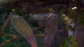 Two large south american Arapaima Gigas fish lurking beneath the surface by the bank of a river waiting for prey. 4K video.