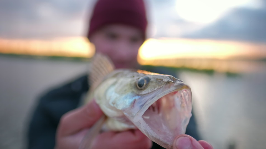 Angler with little zander fish. Young fisherman shows his little trophy - zander fish