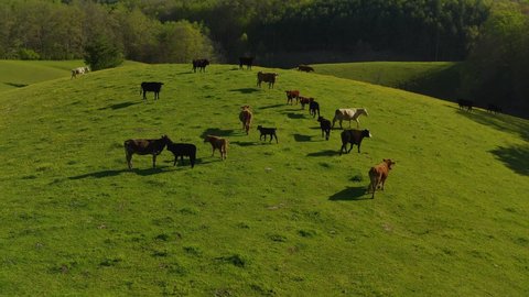 Cows on the top of a mountain pasture grazing midday on the fresh grass in a field on farm land.