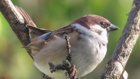 SLOW MOTION - Tree sparrow (Passer montanus) perching on a tree branch. At the end of the video, the sparrow flies towards the camera screaming.