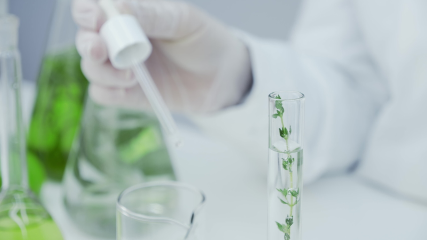 Close-up of flask with green stem in laboratory. The green reagent is pipetted into the test tube with the plant. Laboratory research of medicinal properties of herbs. Natural cosmetics production. Royalty-Free Stock Footage #1061047810
