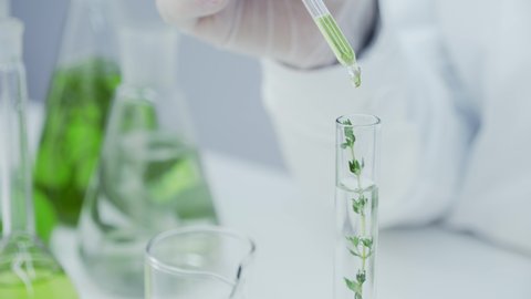 Close-up of flask with green stem in laboratory. The green reagent is pipetted into the test tube with the plant. Laboratory research of medicinal properties of herbs. Natural cosmetics production.