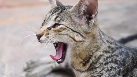 Smilodon The Food Is Ready Stock Footage Video 100 Royalty Free Shutterstock