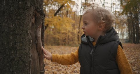 curious child boy is viewing trees bark in forest at autumn, exploring nature at weekend family trip