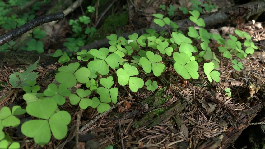 Light Green Common Wood Sorrel Oxalis Stock Footage Video 100 Royalty Free Shutterstock