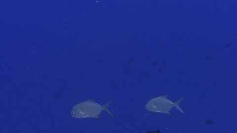 Snubnose Dartfish at Drop-0ff