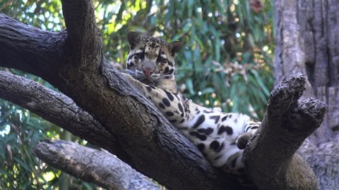 Clouded leopard stares directly at viewer from big tree. The wild cat is resting but is gazing intently.