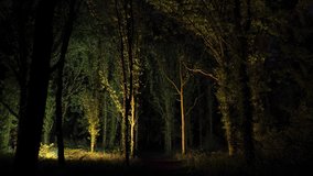 Eerie forest illuminated with light painting at night - Powered by Shutterstock - Get 15% off with code: PIKWIZARD15