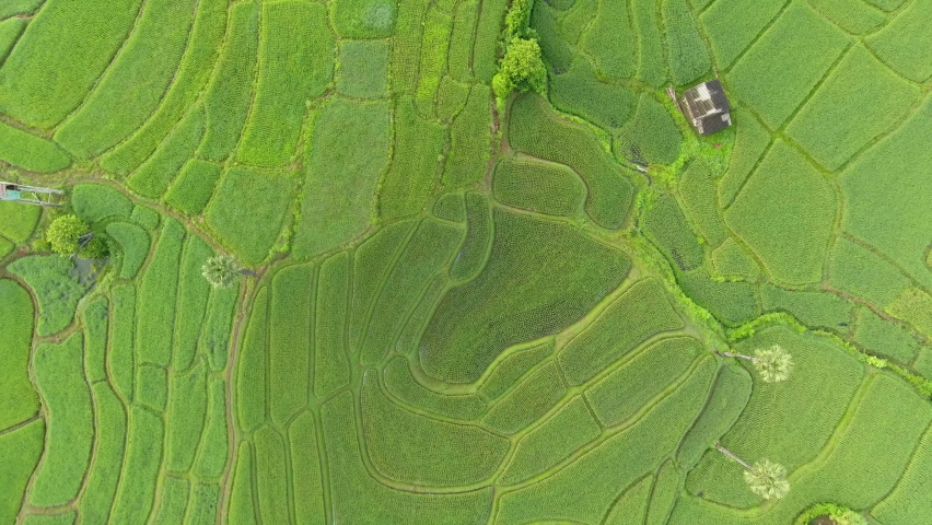 Rice terraces Aerial view taken from drone camera
